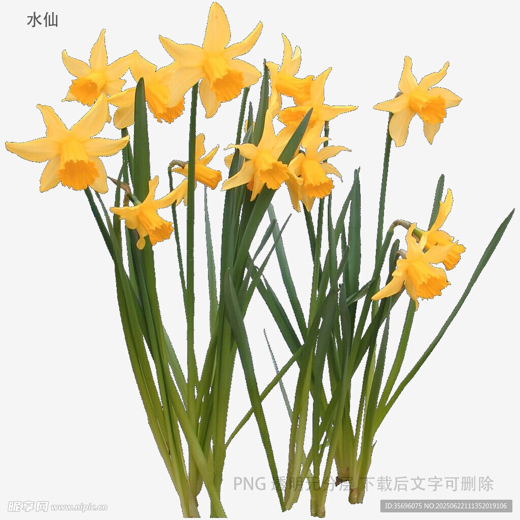 黄色水仙绽放