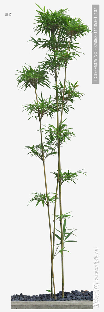 三株挺拔竹子植物模型