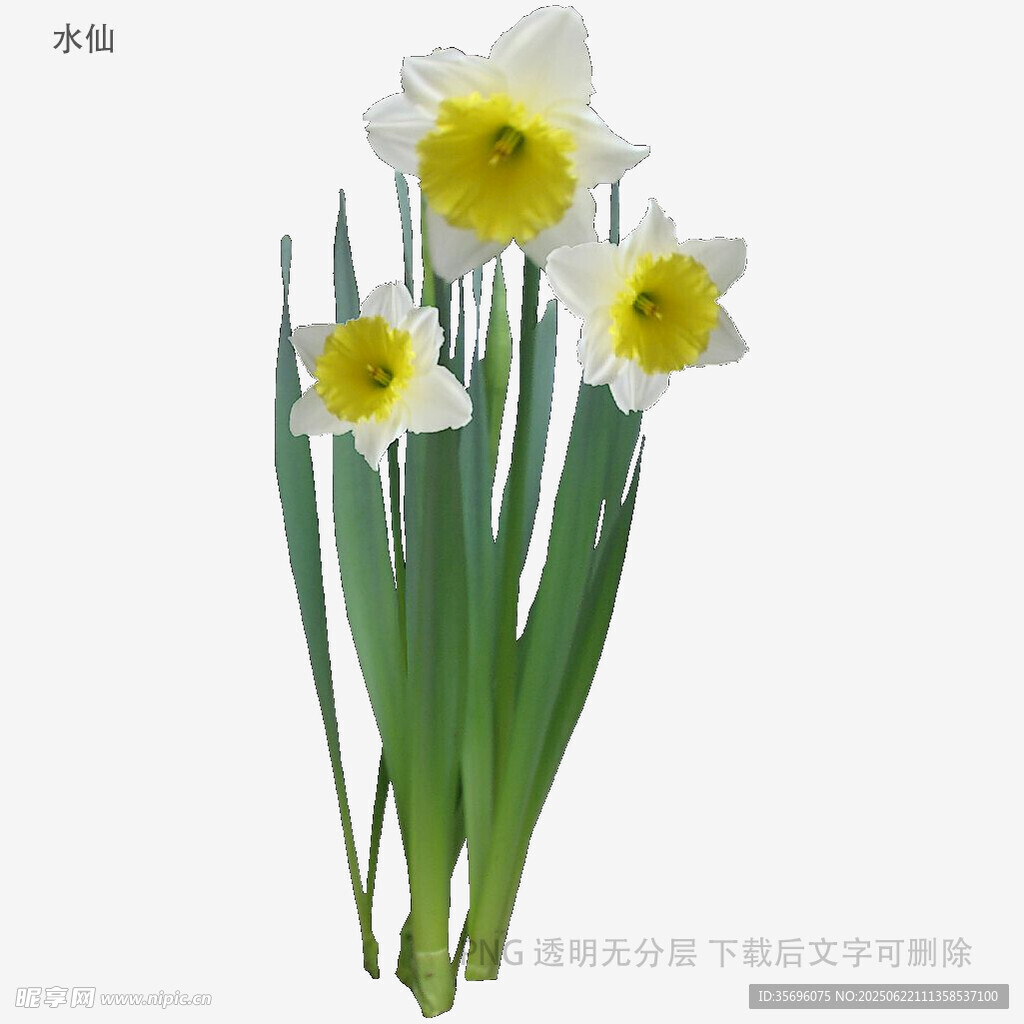 清新绽放的白色水仙花