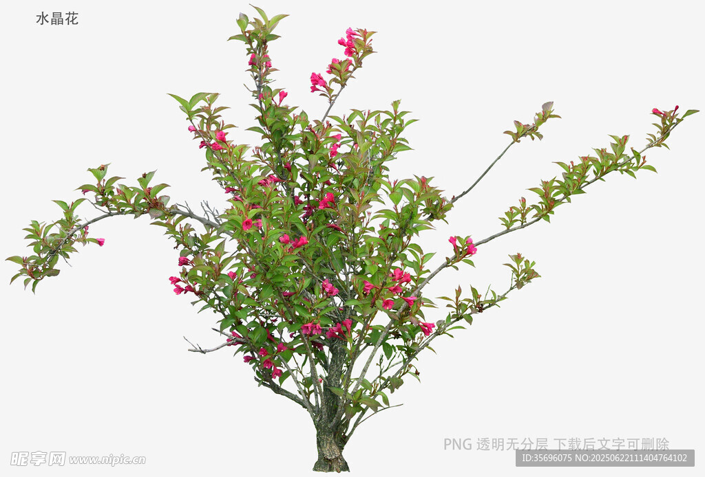 盛开的粉色花枝