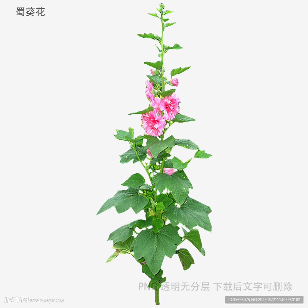单株蜀葵花特写
