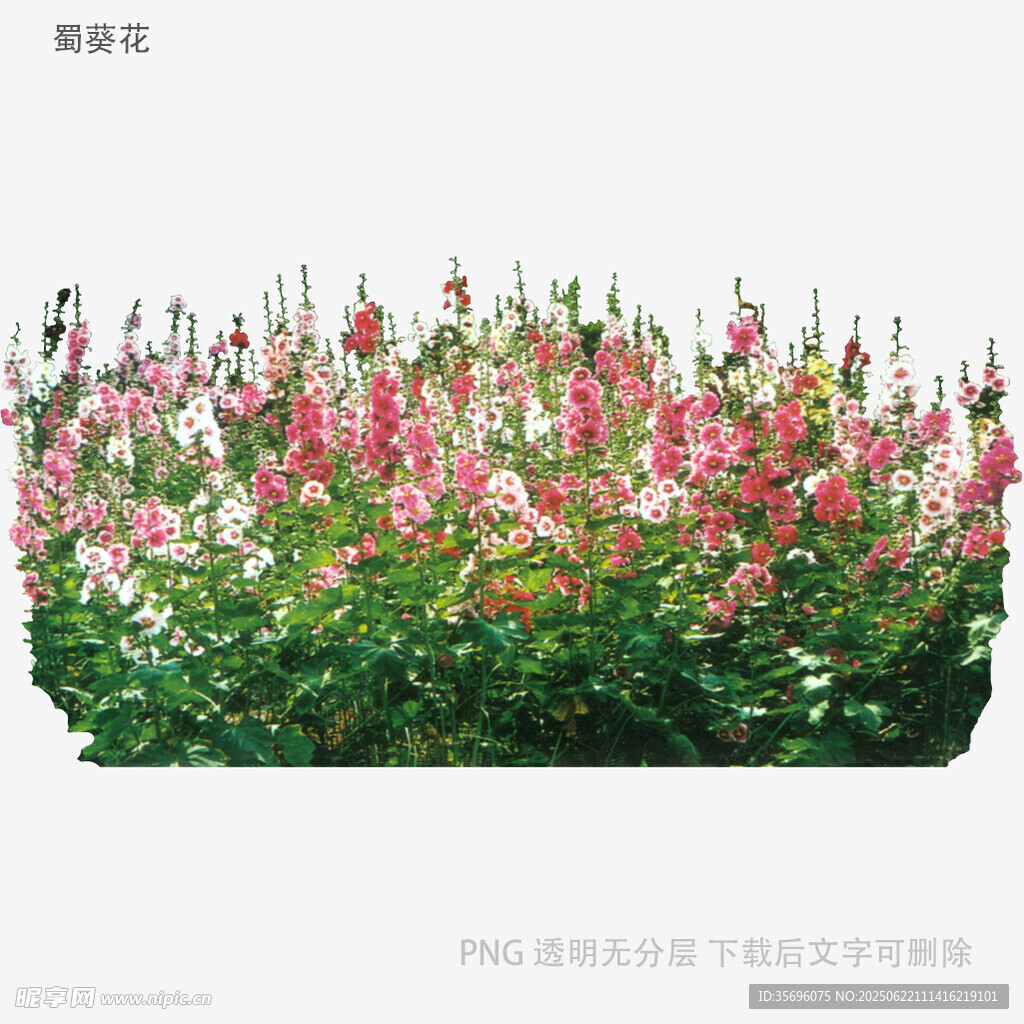 粉色花丛景观