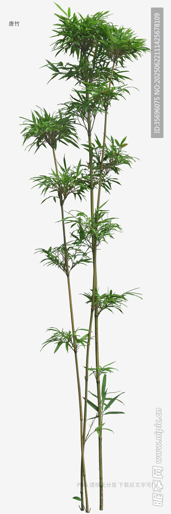三株挺拔竹子植物图
