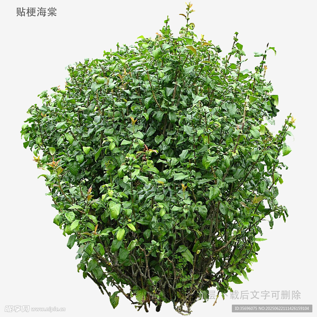 球形绿植灌木特写