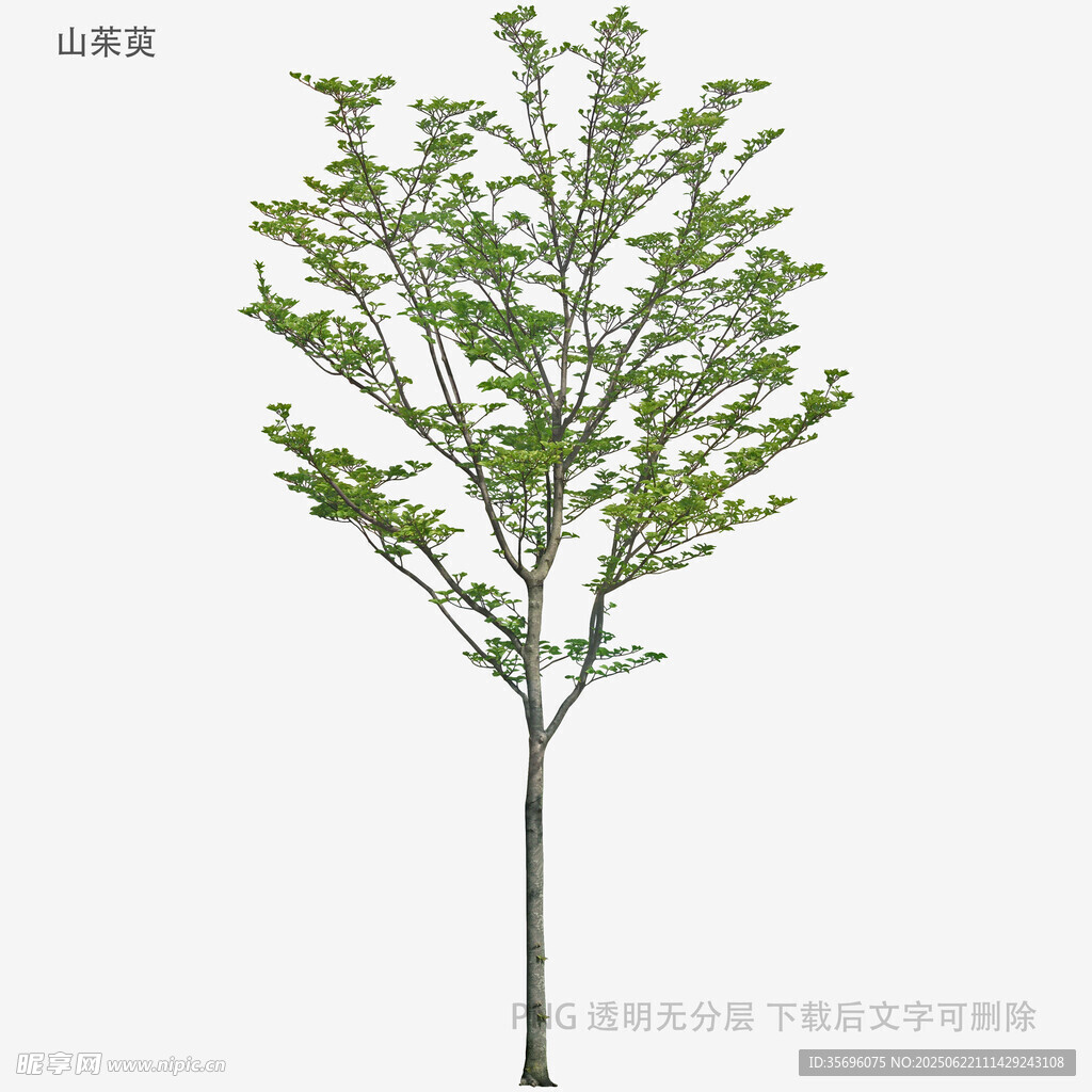 单株绿树模型展示