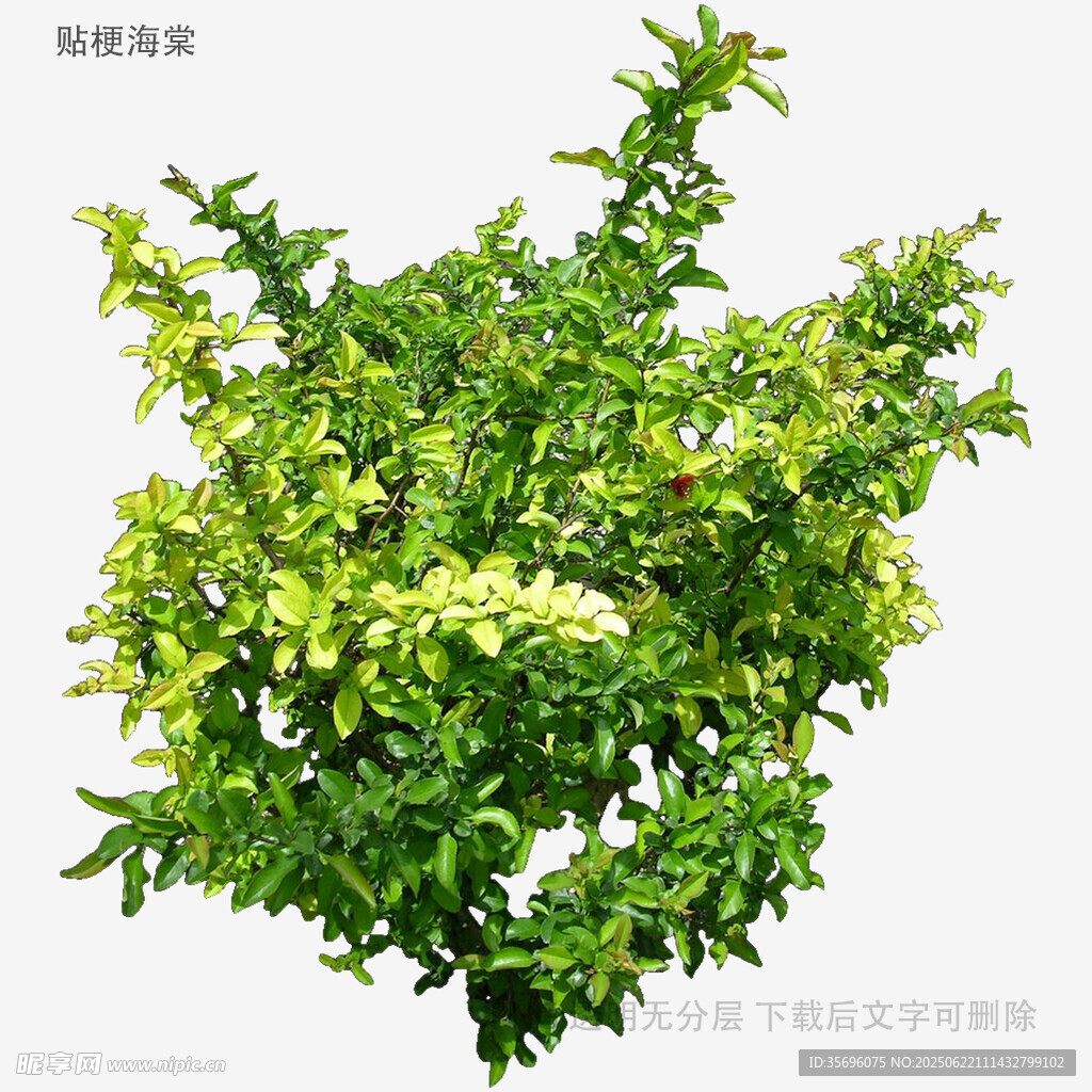 翠绿繁茂的绿植灌木