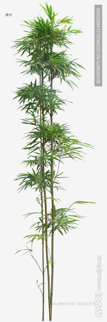 三株挺拔竹子模型
