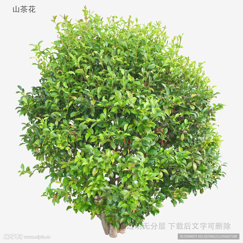 球形绿植盆栽