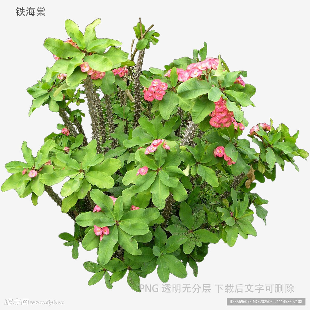 绿叶间绽放的粉色花卉