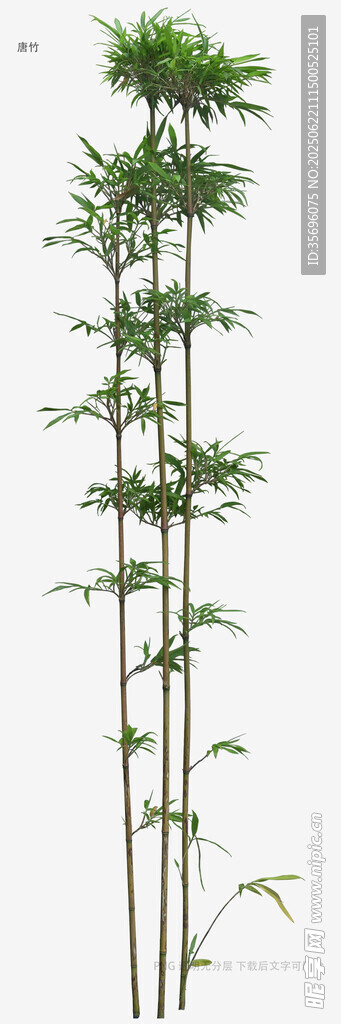 挺拔竹子植物标本图