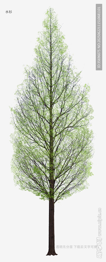 单棵绿树插画素材