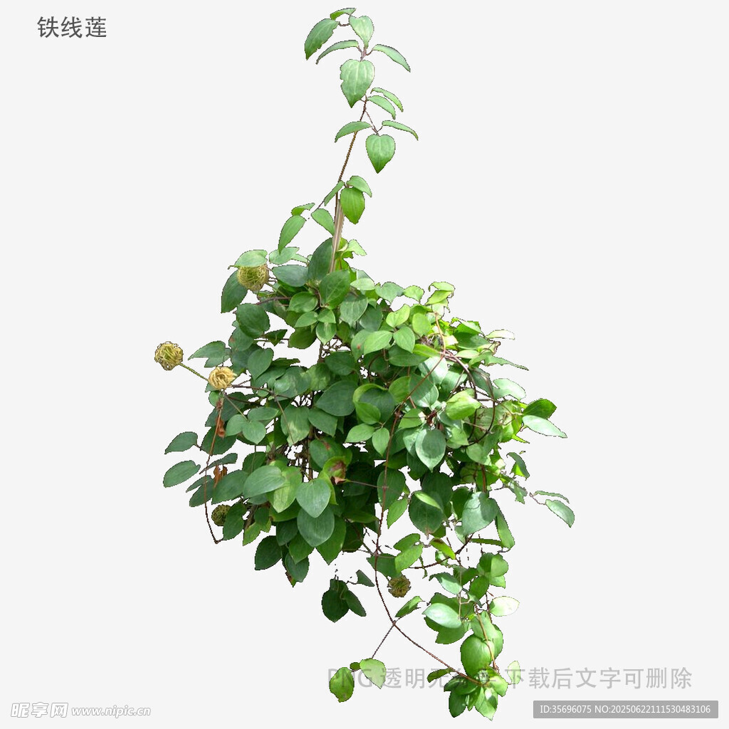 植物