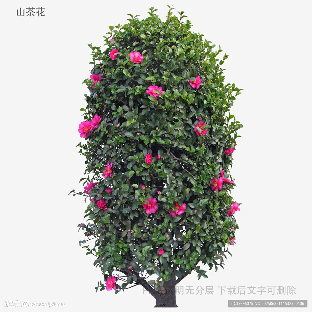 繁花盛开的绿色灌木
