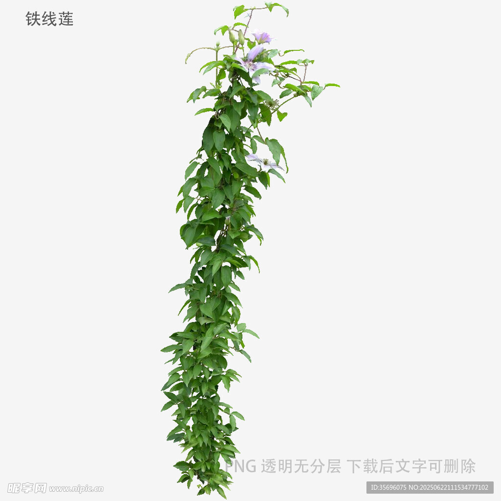 植物