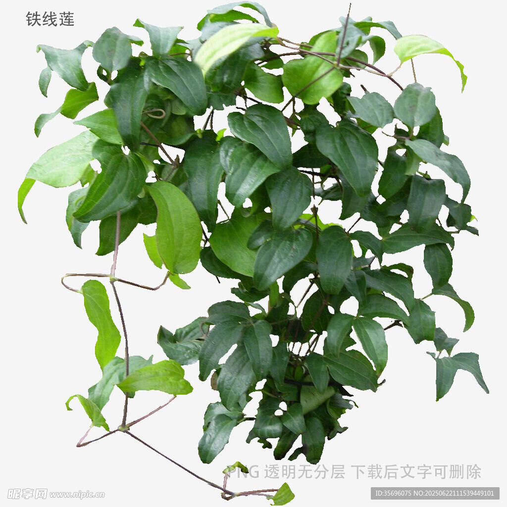 翠绿繁茂的常春藤植物