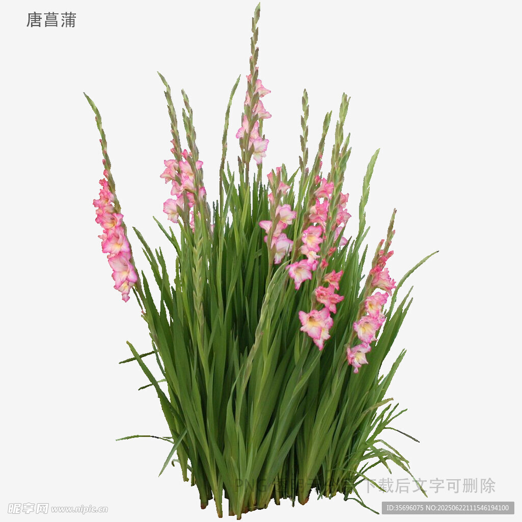 粉色唐菖蒲花卉植物