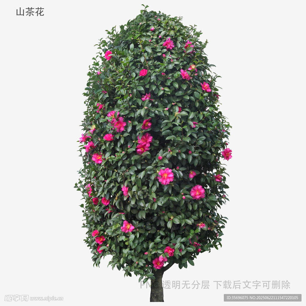 繁花满树的美丽绿植