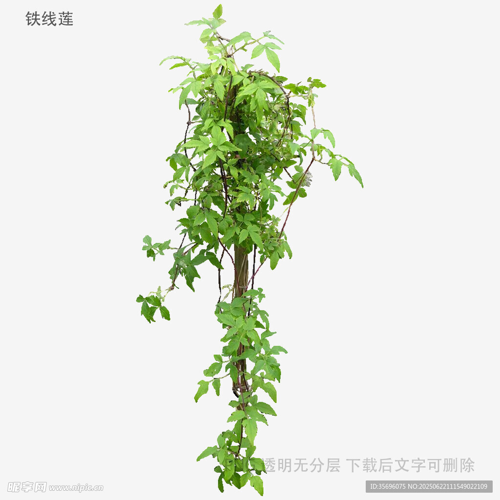 植物
