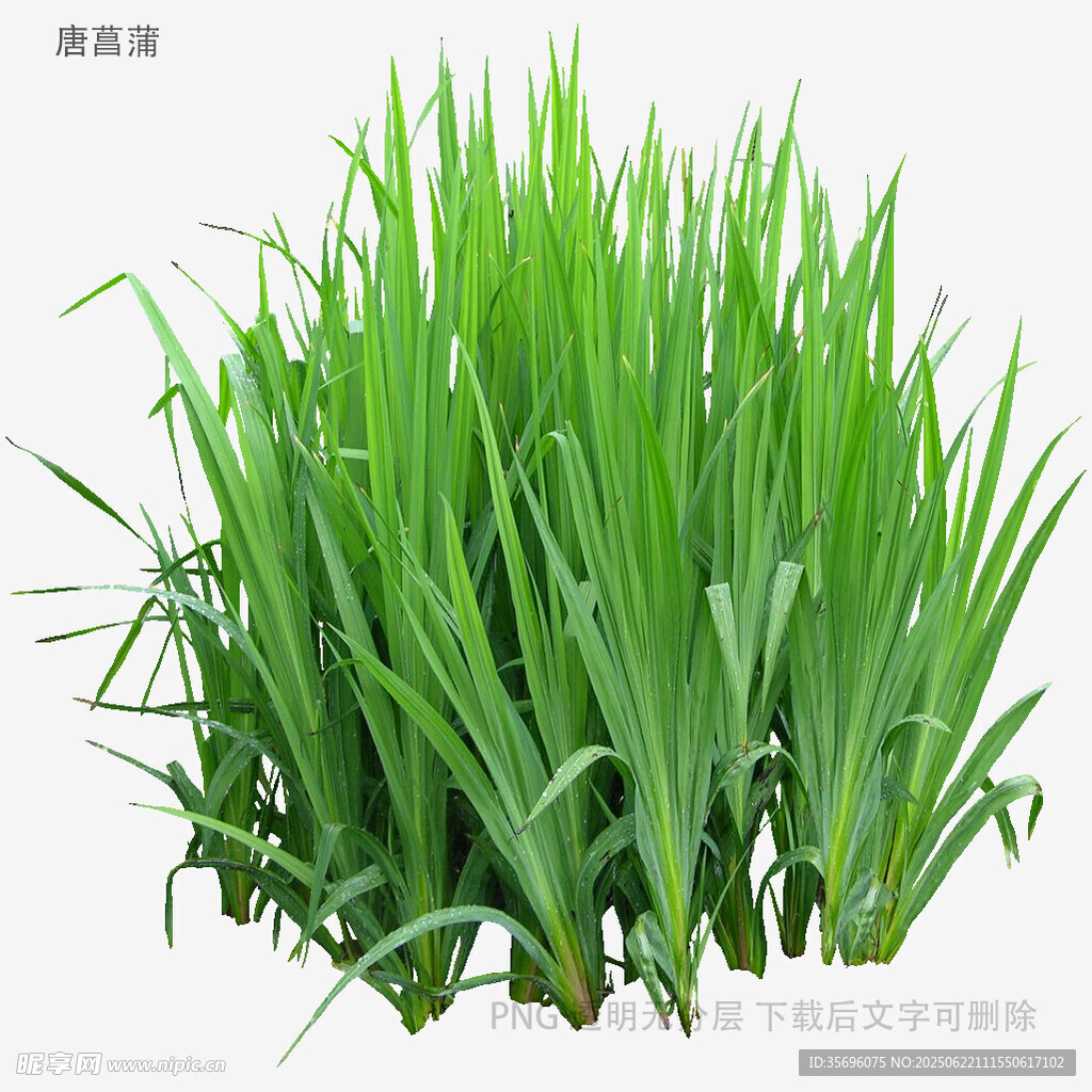 翠绿茂盛的新鲜麦苗