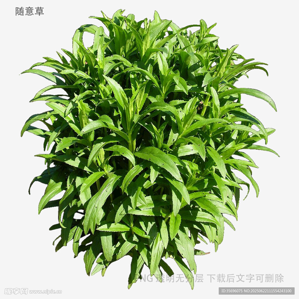 翠绿茂盛的绿植盆栽