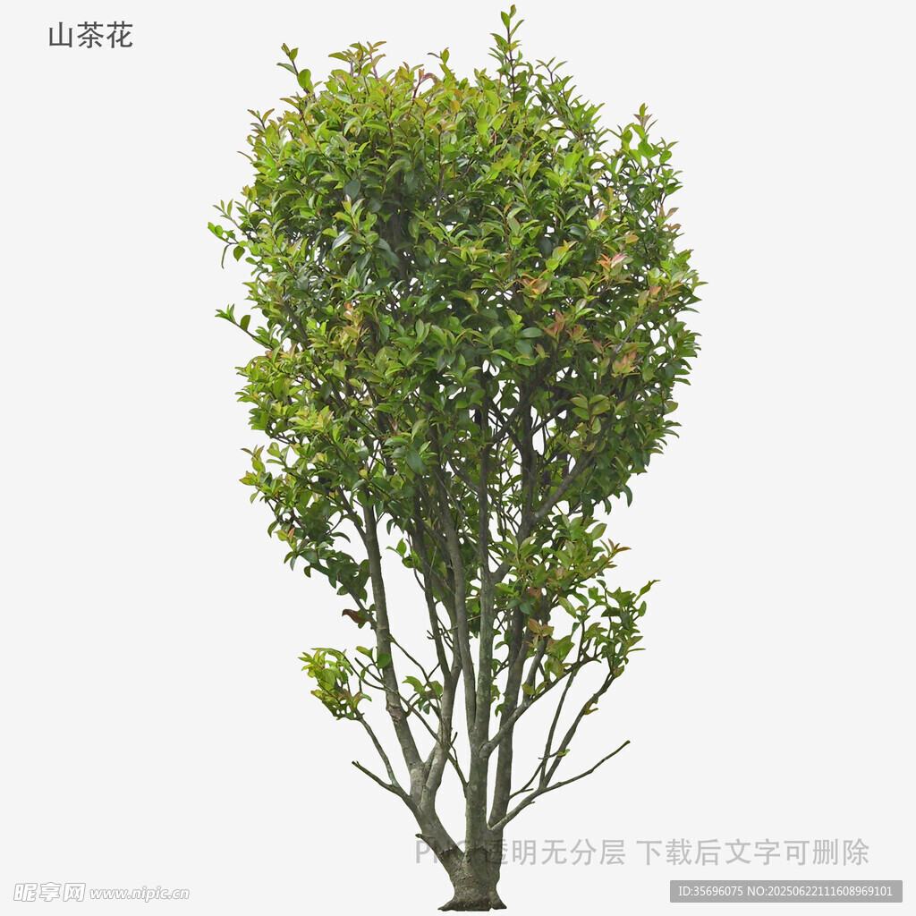 植物