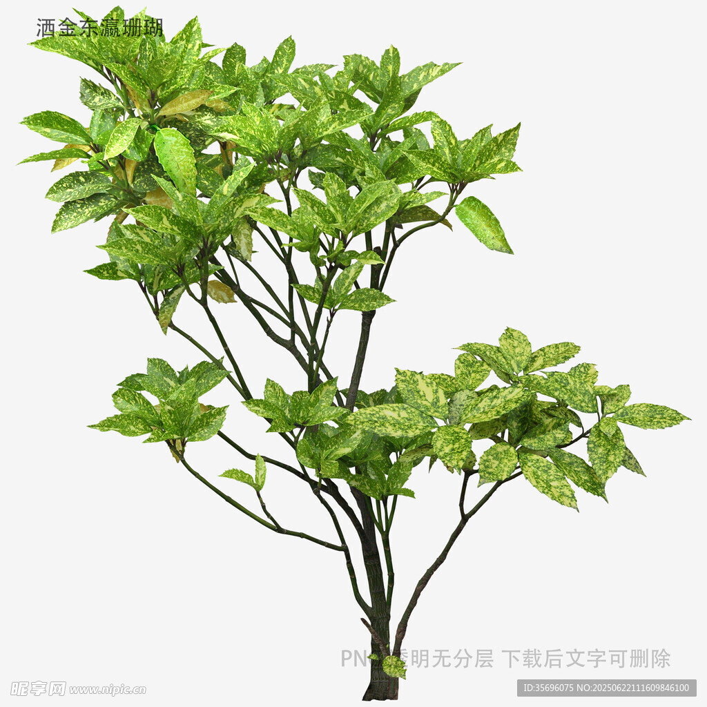 翠绿繁茂的多枝绿植