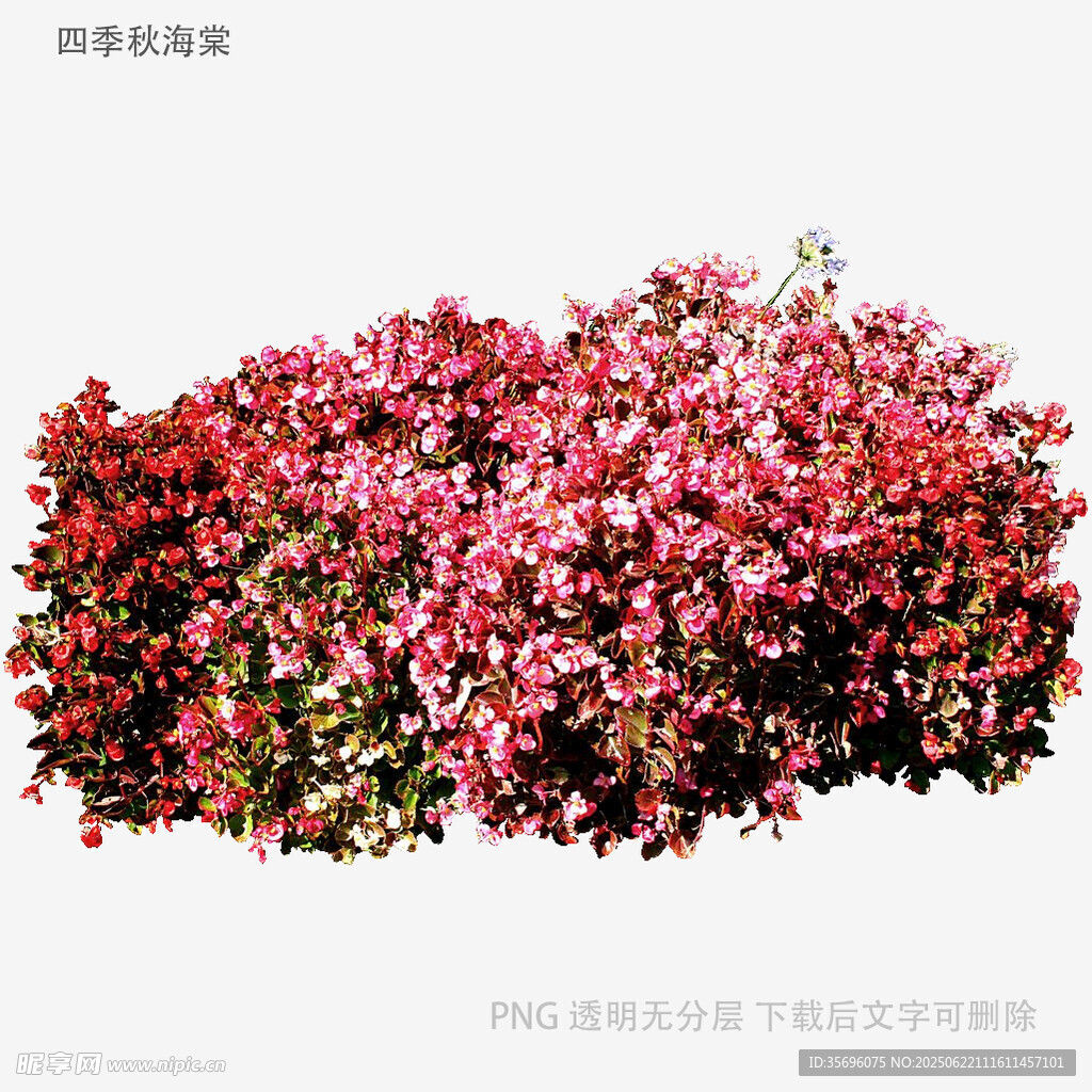多彩花卉丛