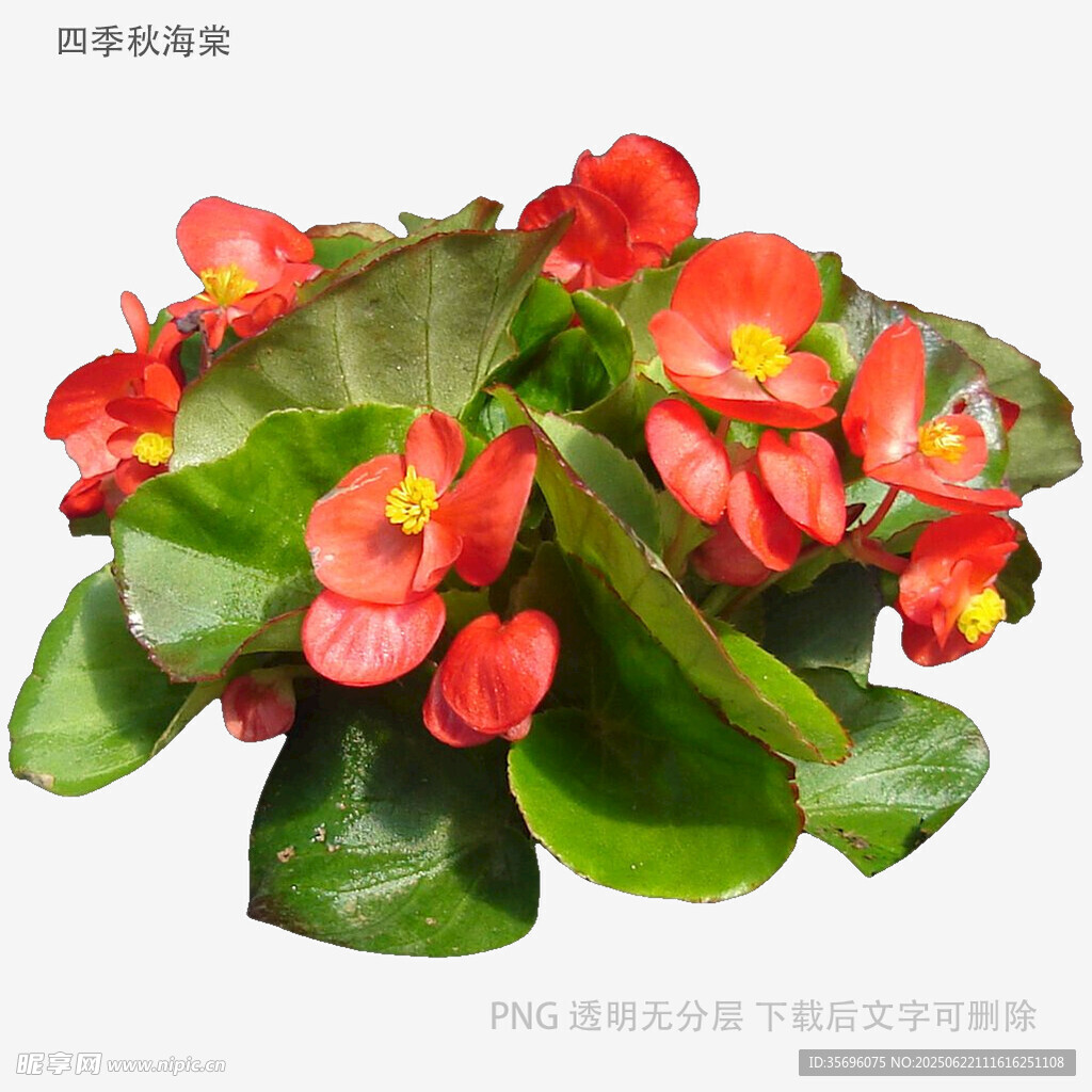 鲜艳秋海棠盆栽花卉