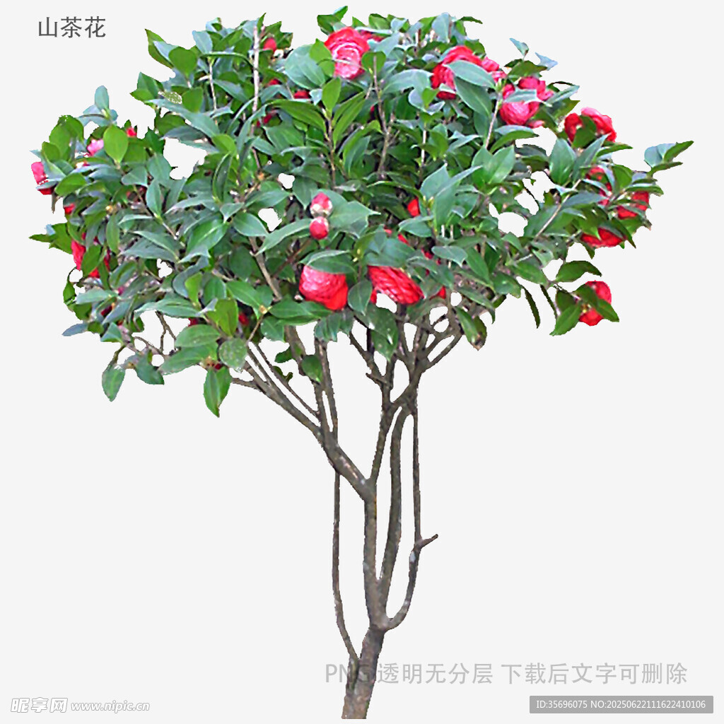 盛开的红色花卉盆栽树
