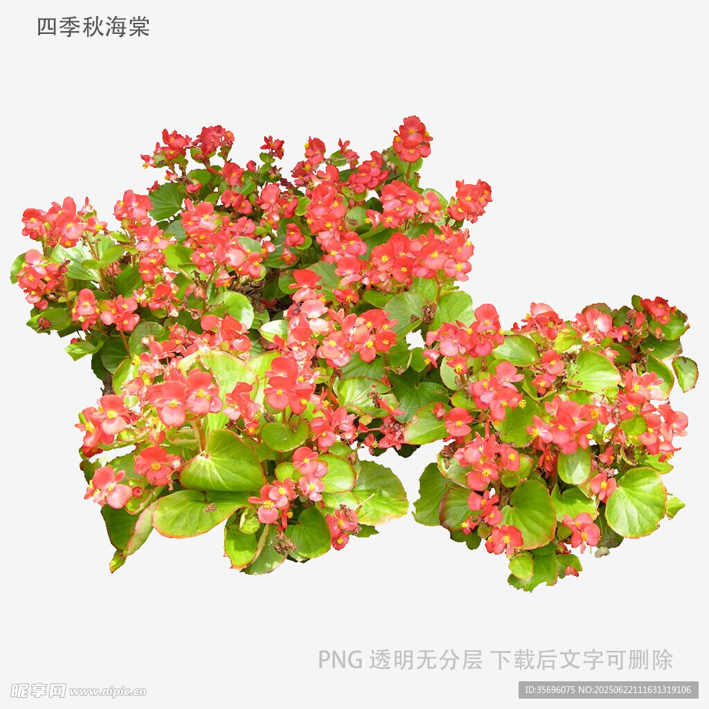 鲜艳长寿花绽放