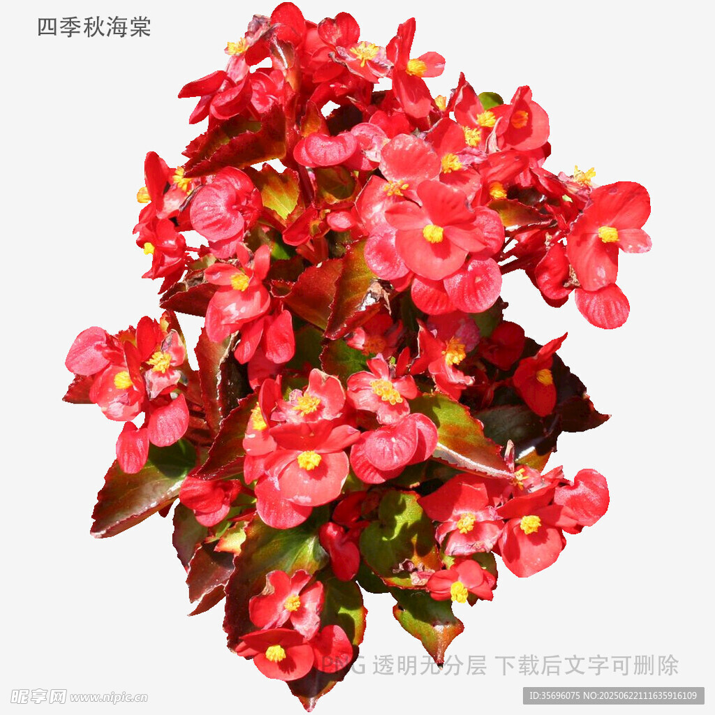 艳丽红色秋海棠花卉