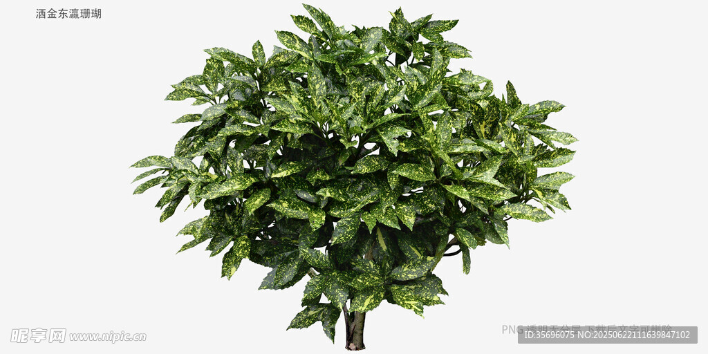 茂盛绿植盆栽
