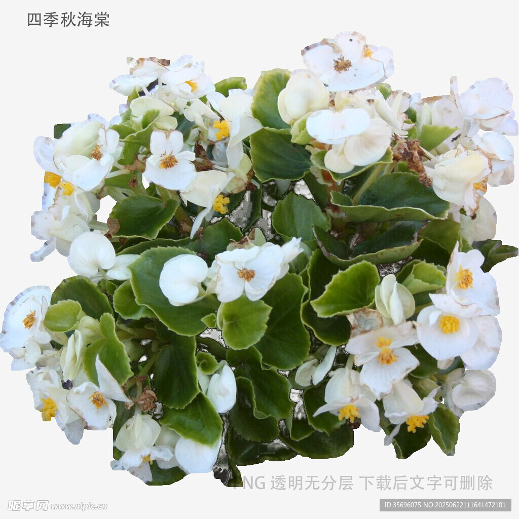 白色斑叶海棠盆栽花卉