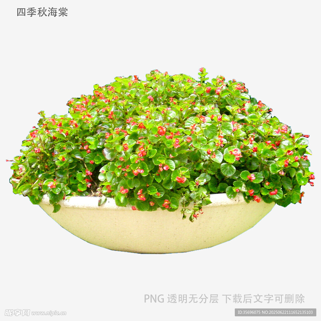 植物