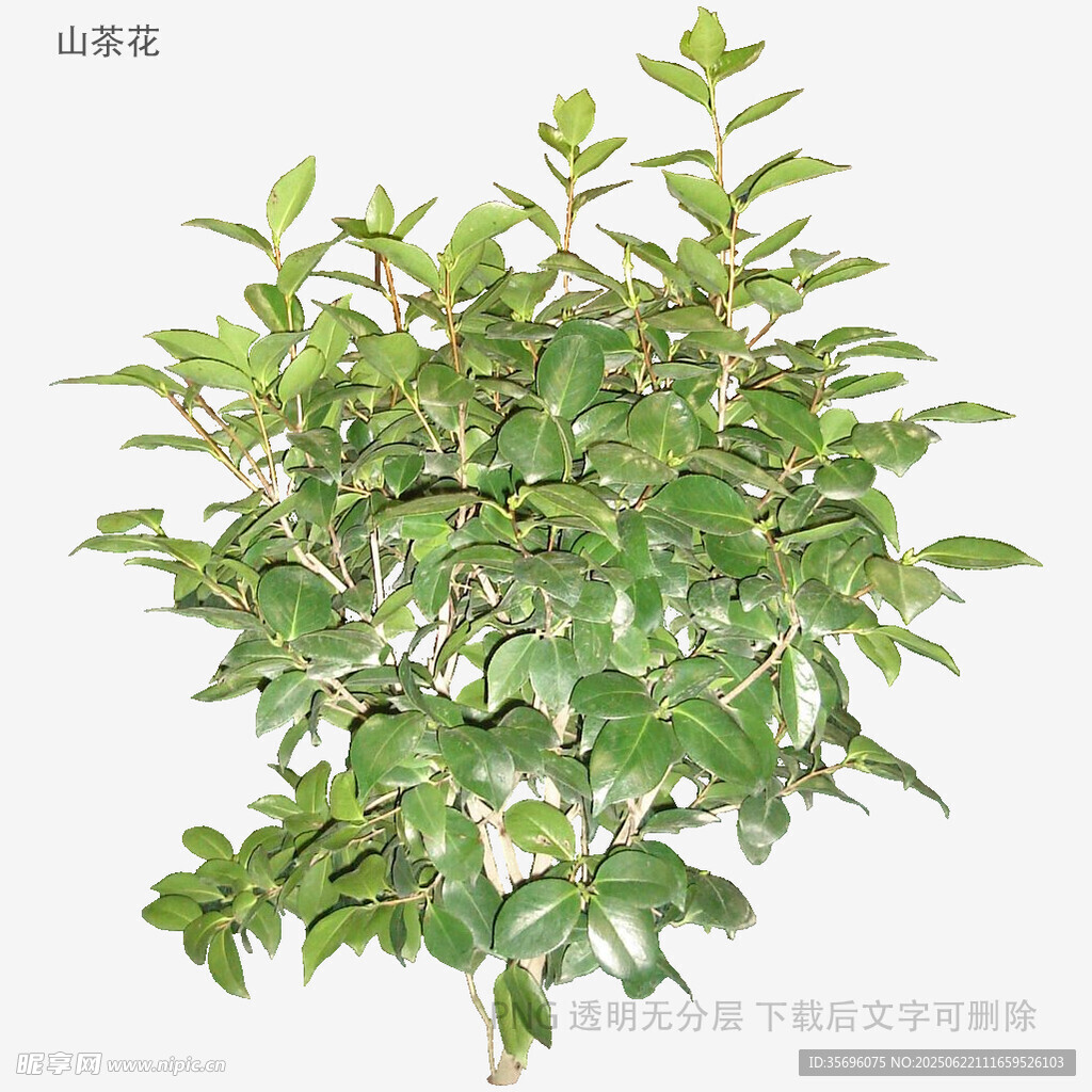 绿叶繁茂的植物