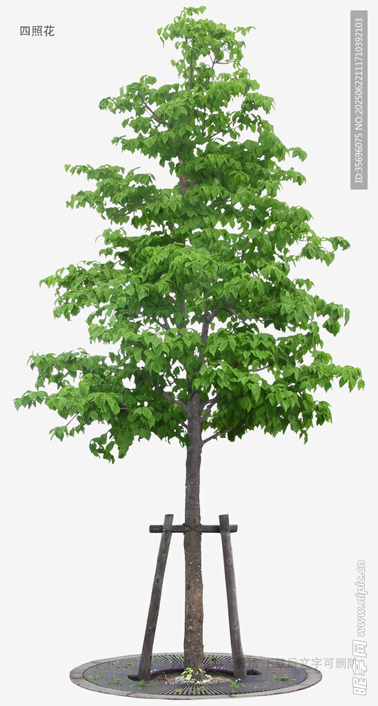 独立支撑的绿色仿真树木