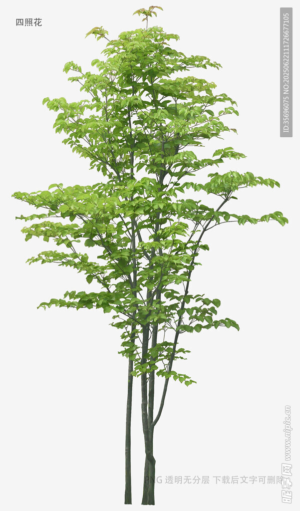 三株挺拔绿树