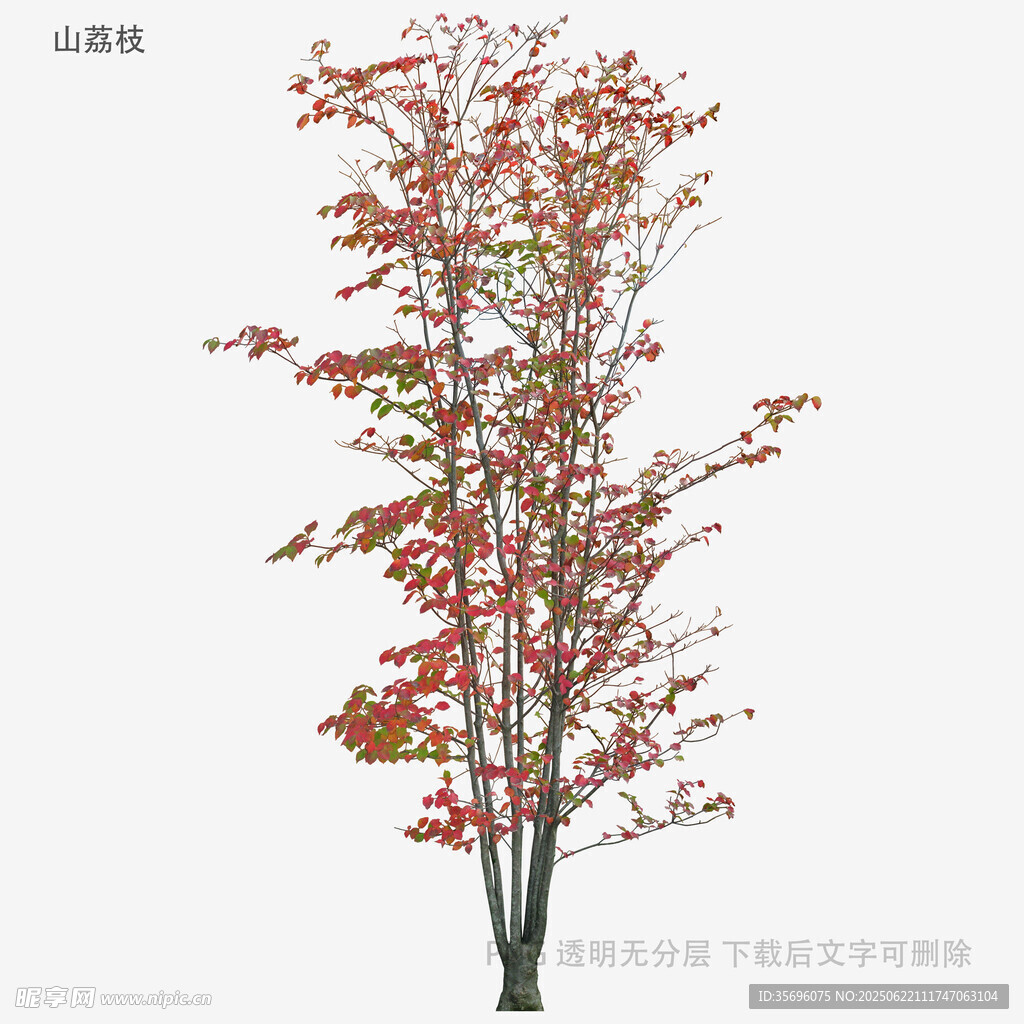 秋季红叶树模型