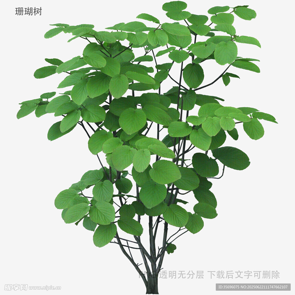 绿叶繁茂的植物模型