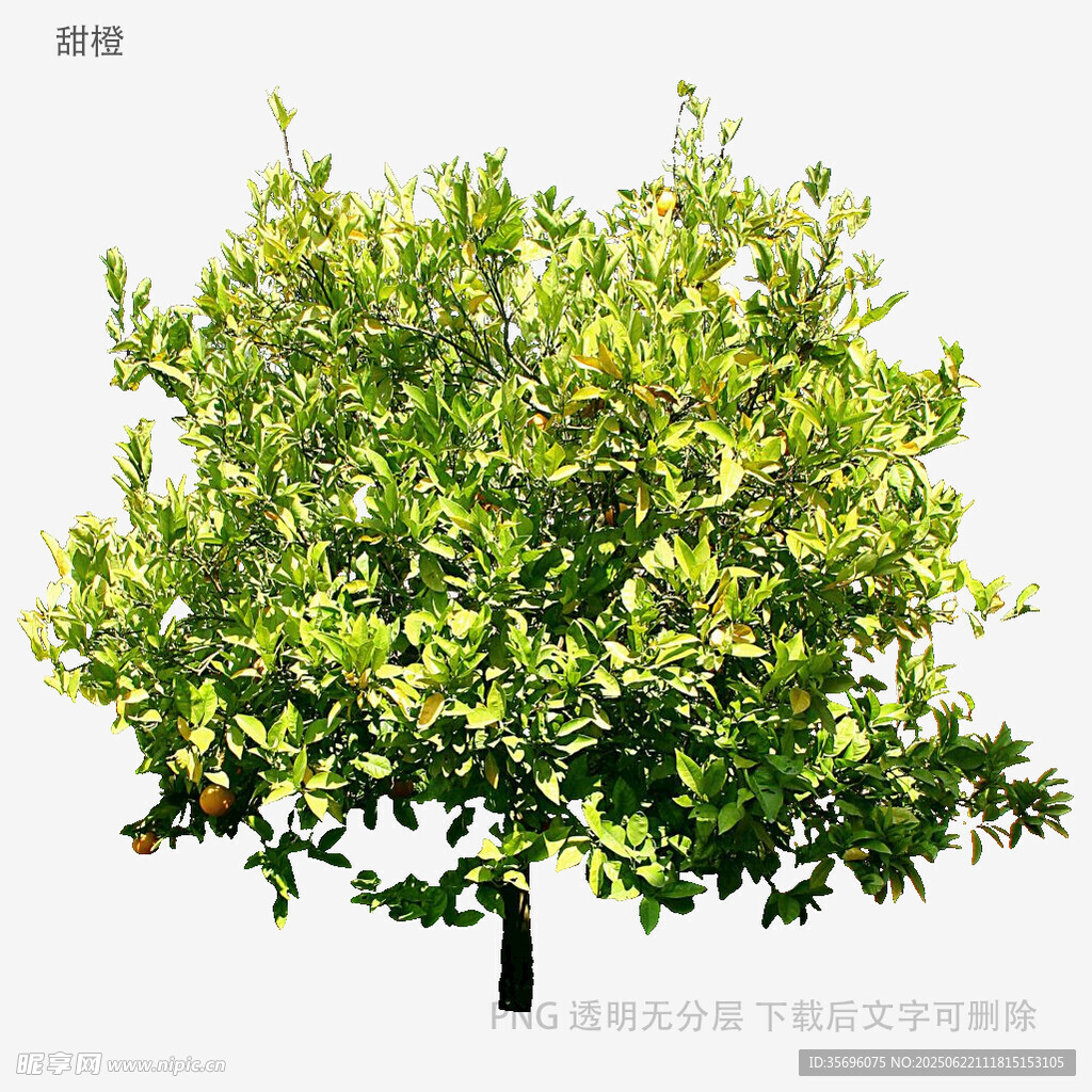 翠绿繁茂的单棵树木
