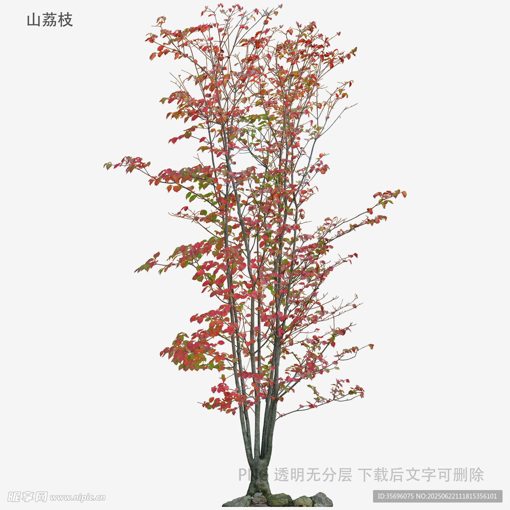 红叶树单株景观