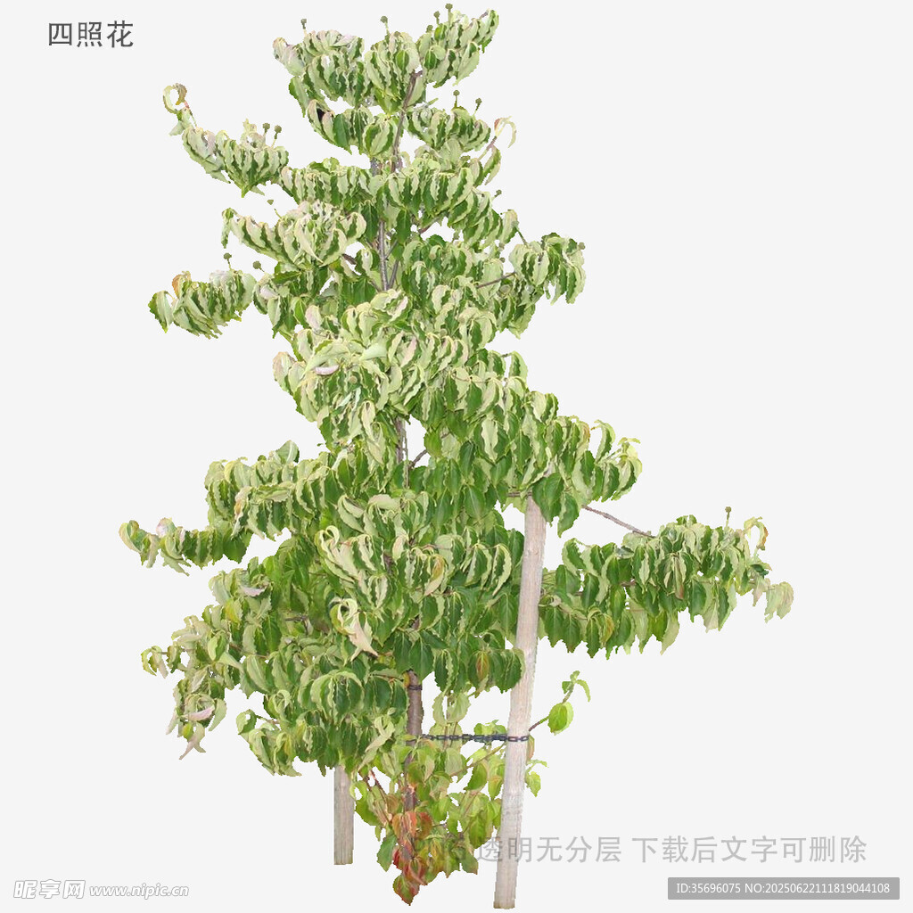 翠绿繁茂的树木3D模型