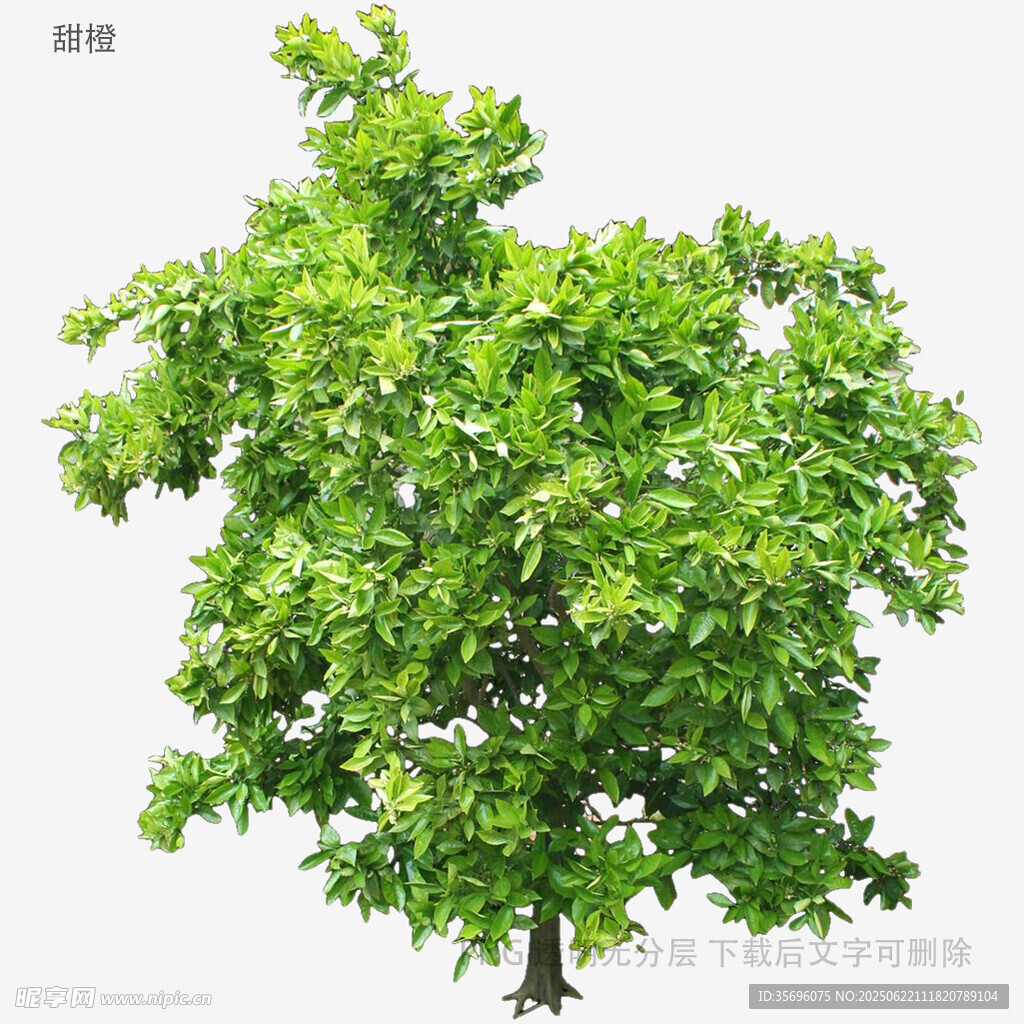 翠绿繁茂的单棵树木