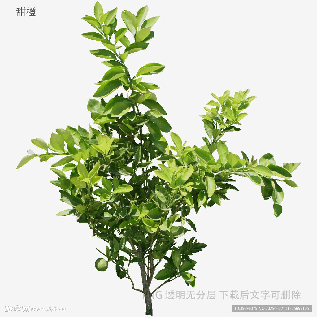 绿叶繁茂的清新绿植