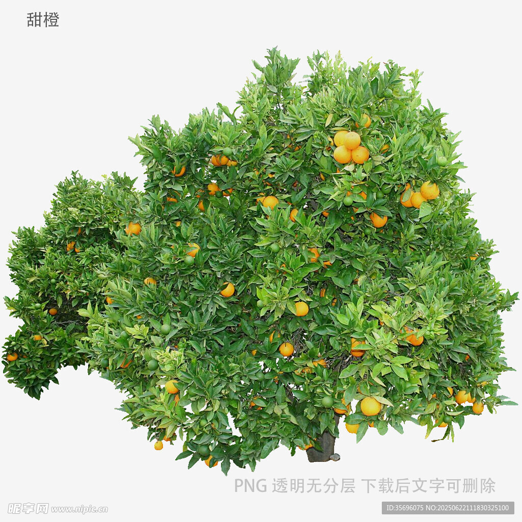 硕果累累的橘子树