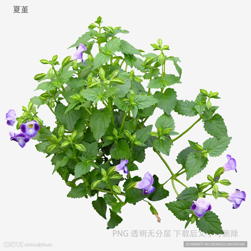 紫色花朵绿植特写