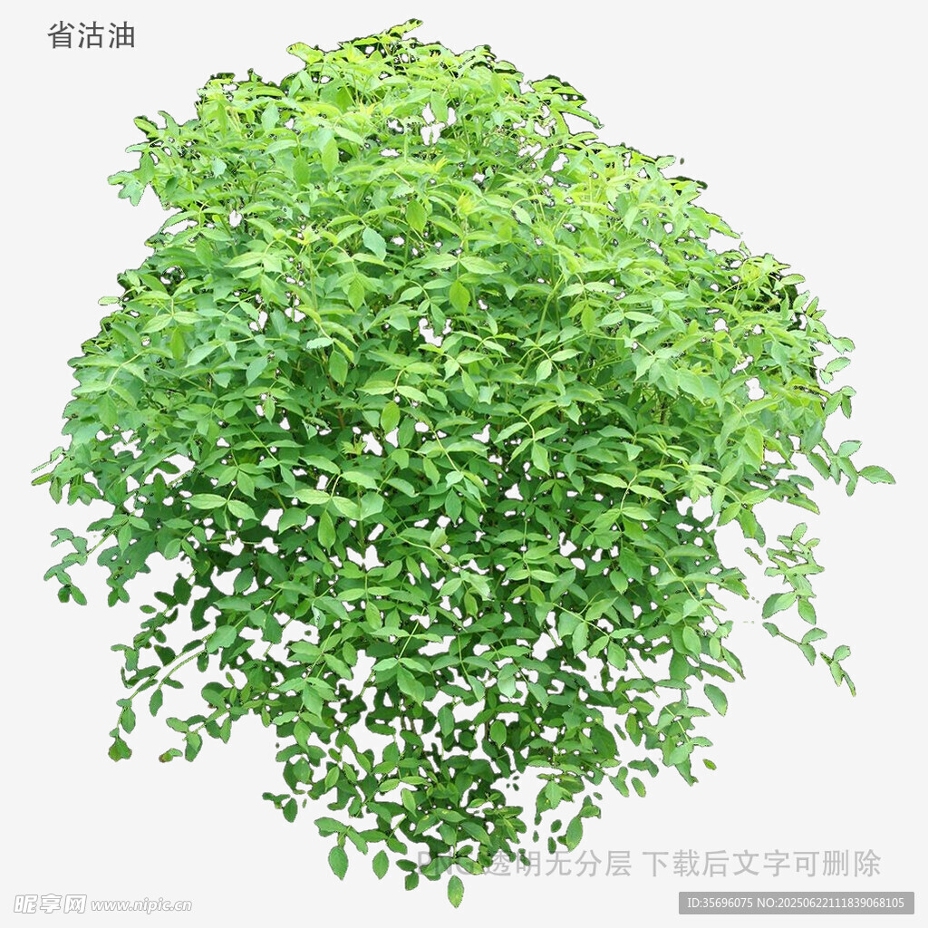 翠绿繁茂的垂吊绿植
