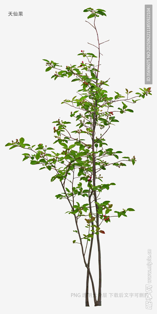 植物