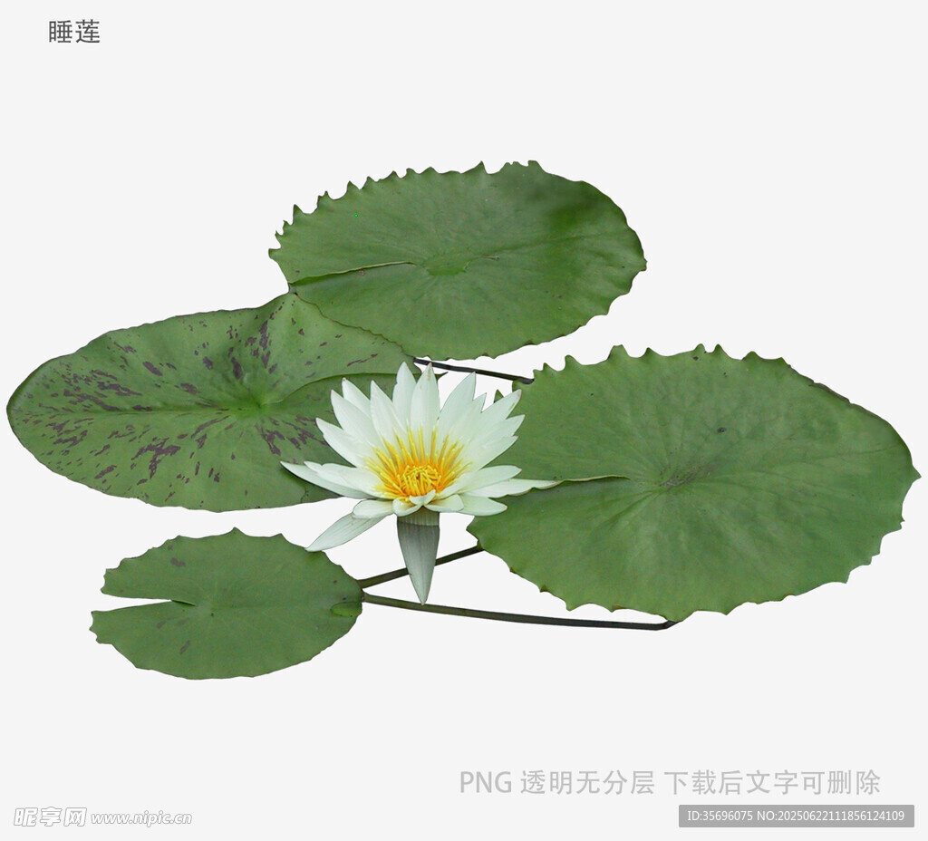 白色睡莲与荷叶特写