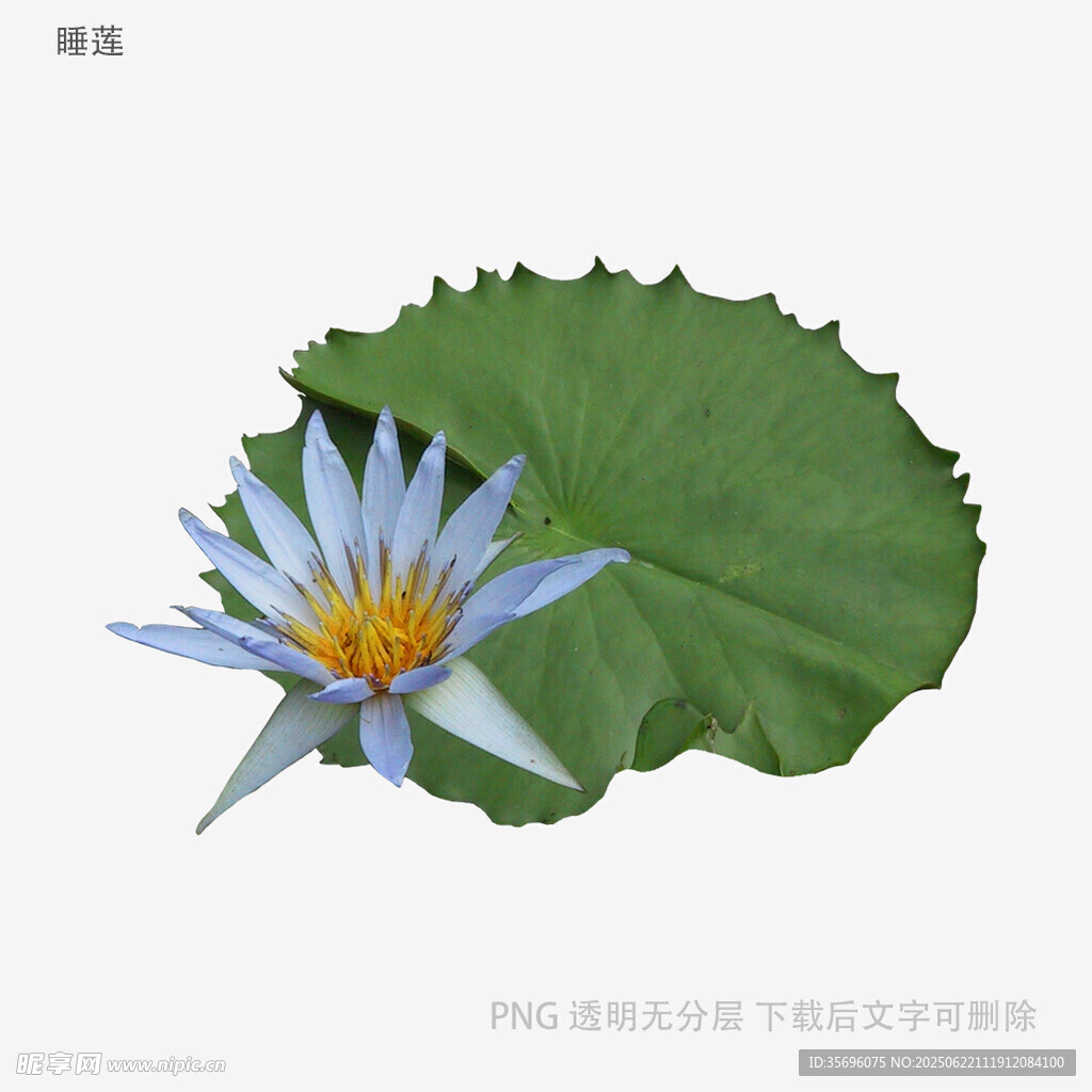 蓝睡莲与绿叶的清新画面
